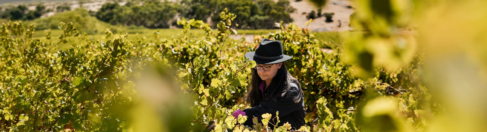 Pewsey Vale Vineyard 1961 Block Riesling 2024